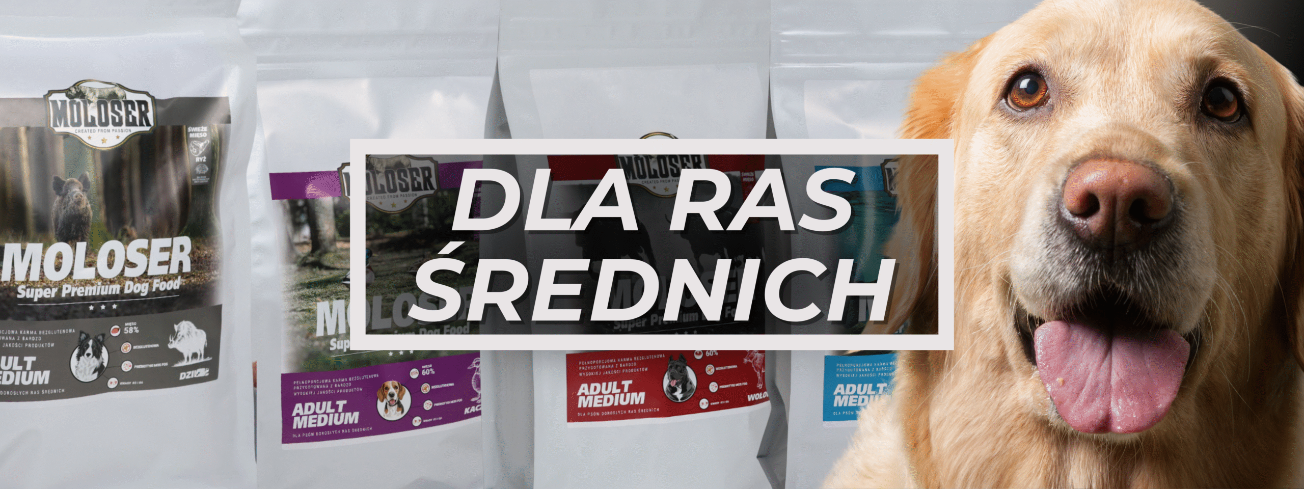 MOLOSER_RASY_ŚREDNIE_Ggdynia