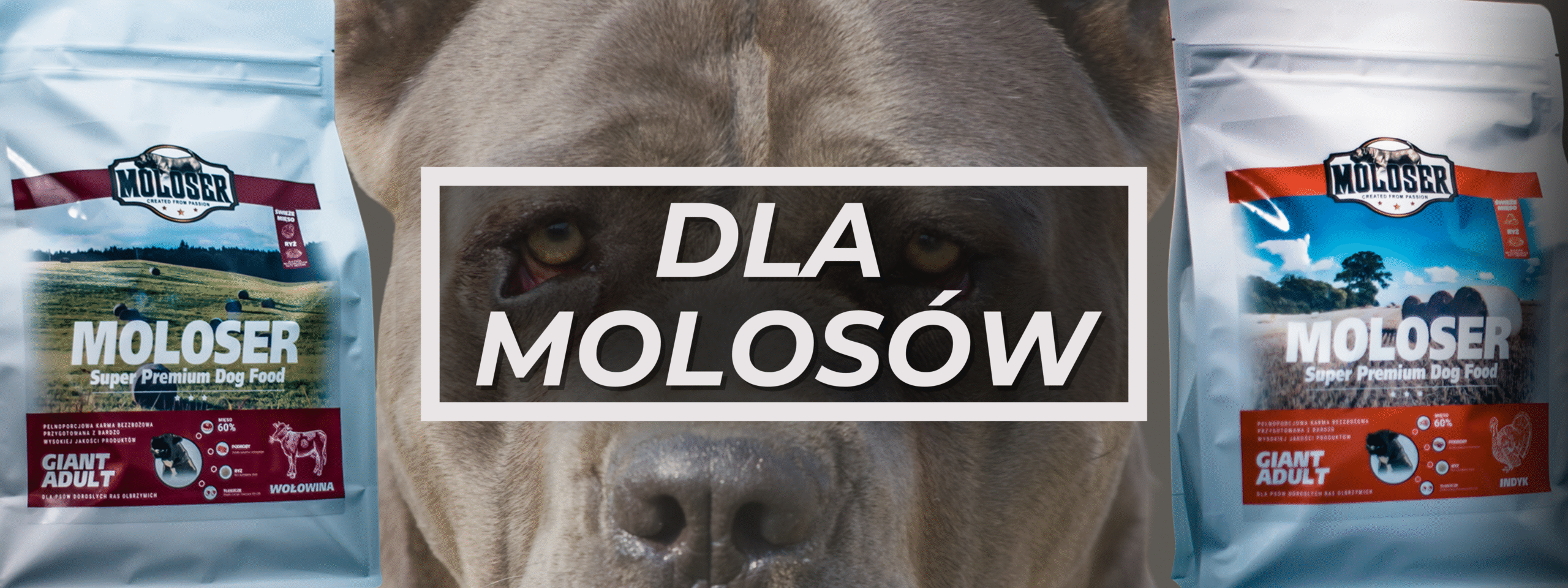 MOLOSER_RASY_olbrzymie_warszawa